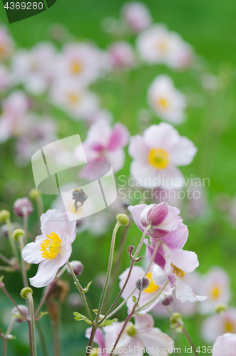 Image of Pale pink flower Japanese anemone, close-up. Note: Shallow depth