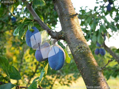 Image of Big ripe plum fruits on a branch