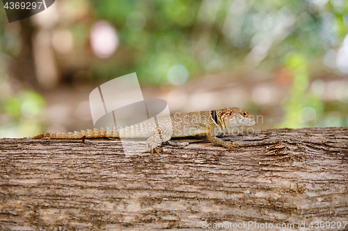 Image of common small collared iguanid lizard, madagascar