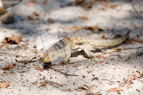 Image of common small collared iguanid lizard, madagascar