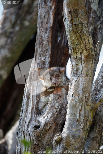 Image of Ankarana sportive lemur, Madagascar