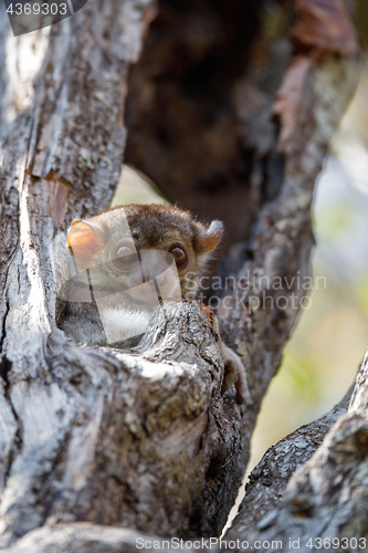 Image of Ankarana sportive lemur, Madagascar