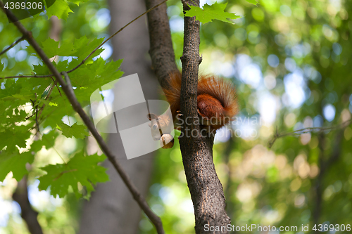 Image of Red squirrel on tree with walnut in mouth and looking down