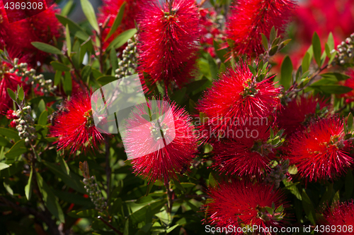 Image of Blossoming flowers of callistemon 