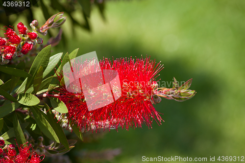 Image of Bottlebrush flower in blooming