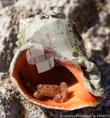 Image of Small hermit crab is hiding in shell from rapana