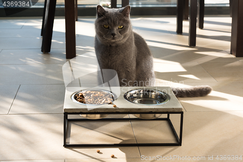 Image of Beautiful cat sitting in front of a food bowl