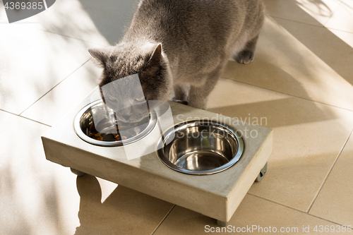 Image of Beautiful cat eating out of a food bowl