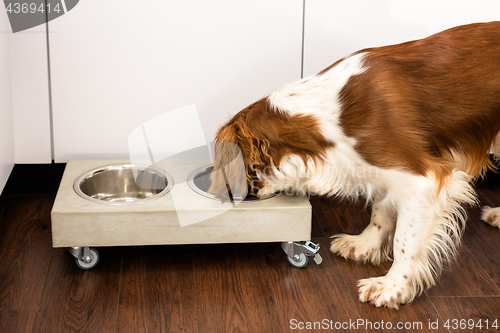 Image of Springer Spaniel eating