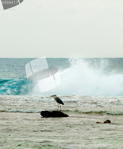 Image of Grey Heron in Ocean