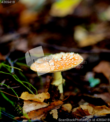 Image of Fly Agaric Mushroom