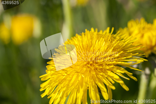 Image of yellow dandelions in spring