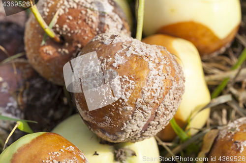 Image of rotten apples, close-up