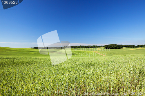 Image of Field with cereal