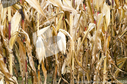 Image of field of ripe corn