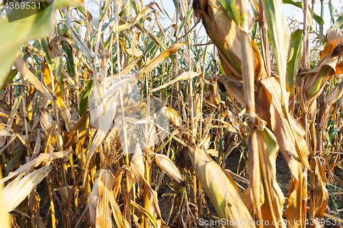 Image of yellowed ripe corn