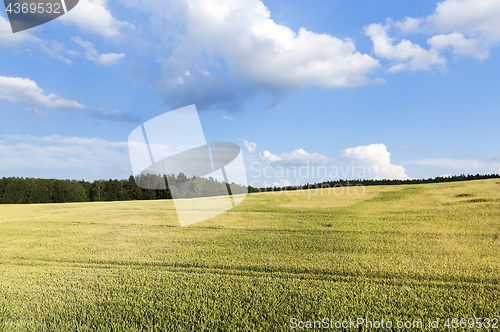 Image of agriculture, unripe wheat