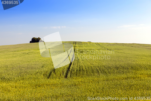 Image of green unripe cereal