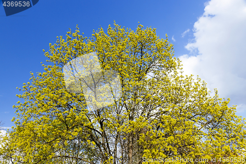 Image of flowering maple tree