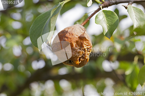 Image of rotten pear on the tree