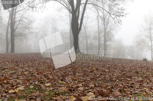 Image of Fog in autumn season