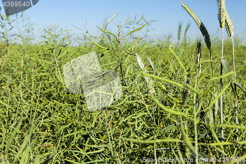 Image of Field with cereal