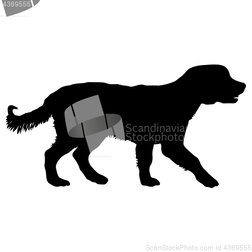 Image of Spaniel dog silhouette on a white background