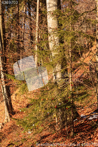 Image of Christmas tree in the forest