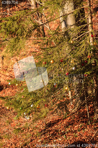 Image of Christmas tree in the forest