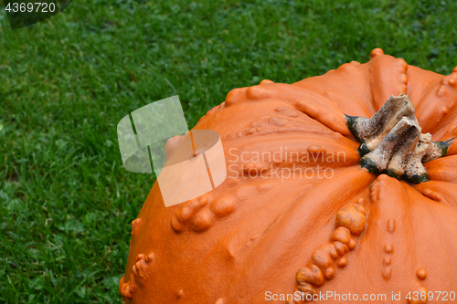 Image of Close-up of bright orange warty pumpkin