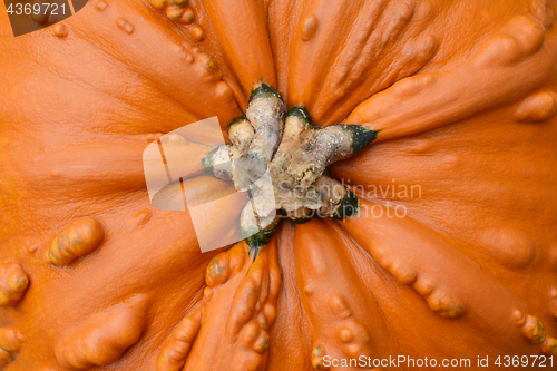 Image of Close-up of large, orange pumpkin with warty, lumpy texture 