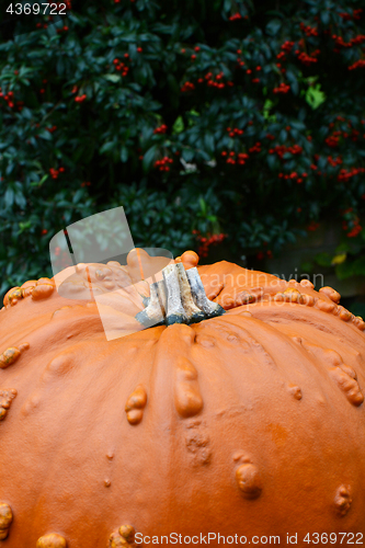 Image of Large orange pumpkin against background of red berries