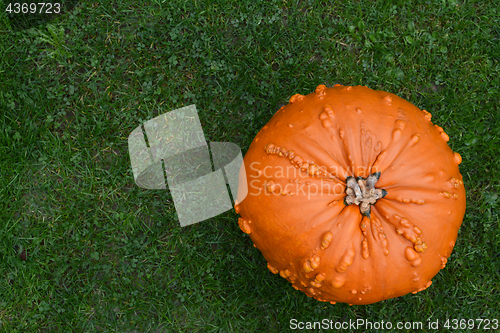 Image of Warty-skinned orange pumpkin on green grass