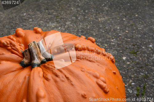 Image of Warty, large orange Thanksgiving pumpkin 