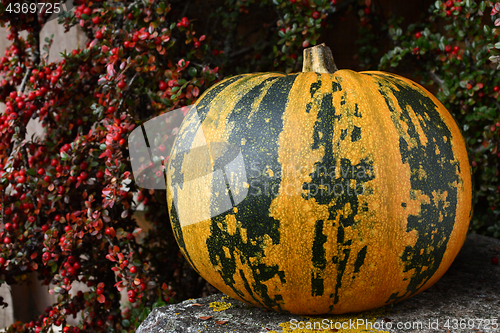 Image of Large pumpkin with stripes, surrounded by fall berries