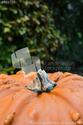 Image of Big, warty pumpkin against background of beech leaves