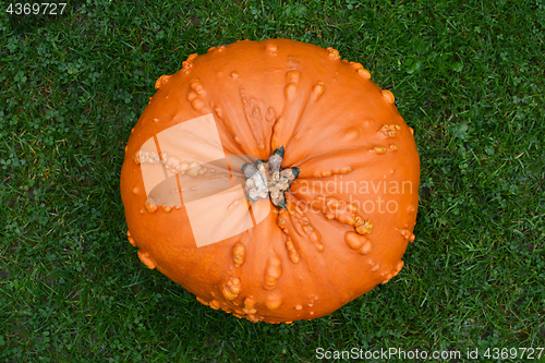 Image of Large, warty orange pumpkin on green grass