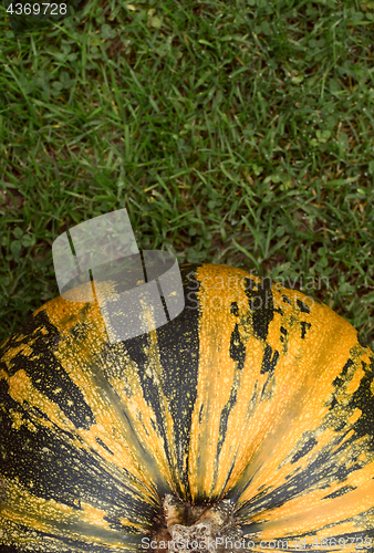 Image of Striped green and yellow pumpkin on grass