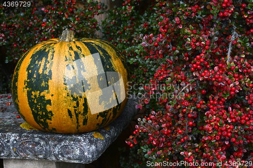 Image of Green and orange striped pumpkin with bright red berries