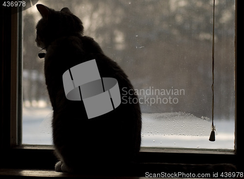 Image of Cat In The Window