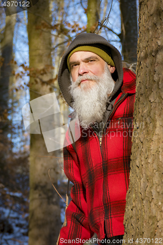 Image of a gray bearded lumberjack in the woods