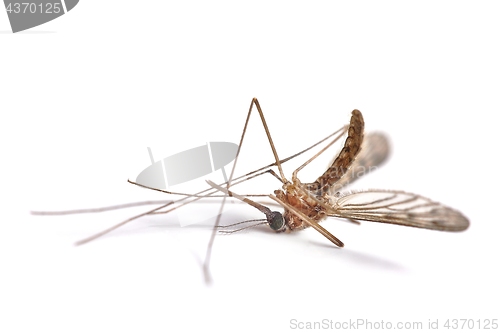 Image of Mosquito dead on white surface