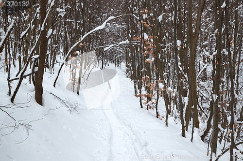 Image of Winter snowy forest path
