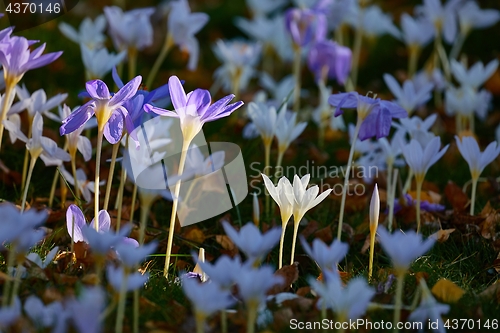 Image of Flowers in breeze