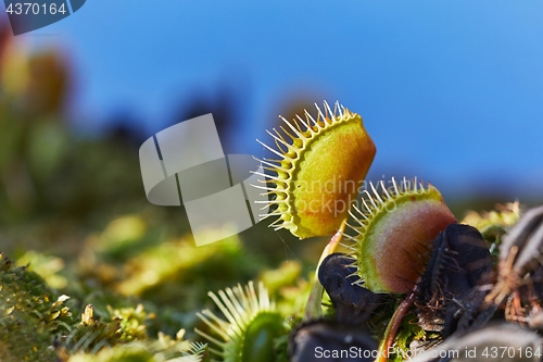 Image of Venus flytrap carnivorous plant