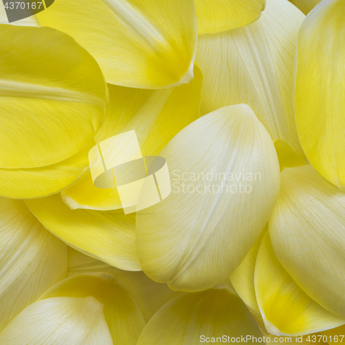 Image of Pale yellow petals of tulip. Flower background