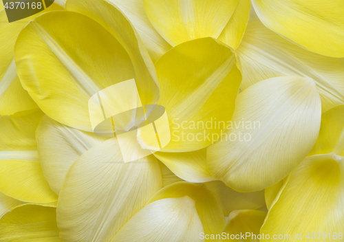 Image of Pale yellow petals of tulip. Flower background