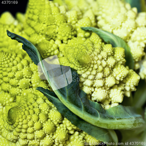 Image of Detail of Romanesco broccoli, also known as Roman cauliflower