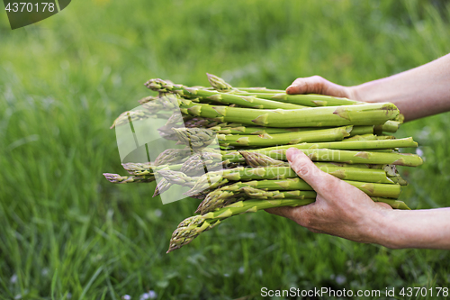 Image of Asparagus