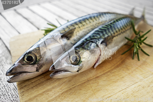 Image of Fish mackerel